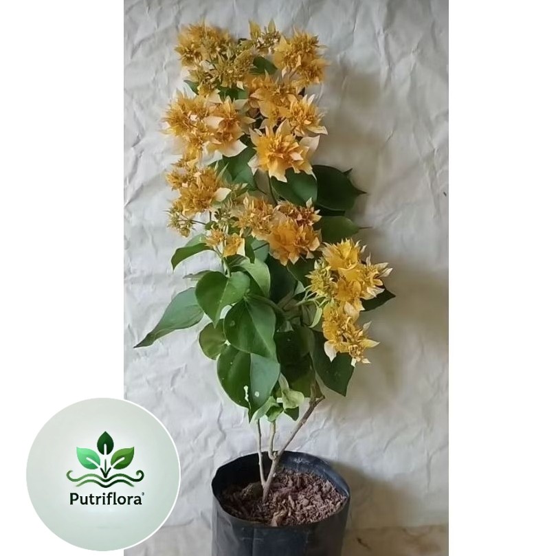 NEW!! Bougenville Original Hawai Aussie Gold Bonsai Kuning