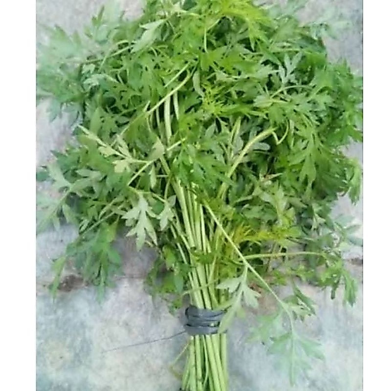 Daun kenikir sayur/ daun Suting / sayur kenikir / lalapan kenikir / kenikir ikat