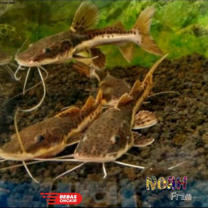 ikan leopard catfish hiasan aquarium size 10-12 cm