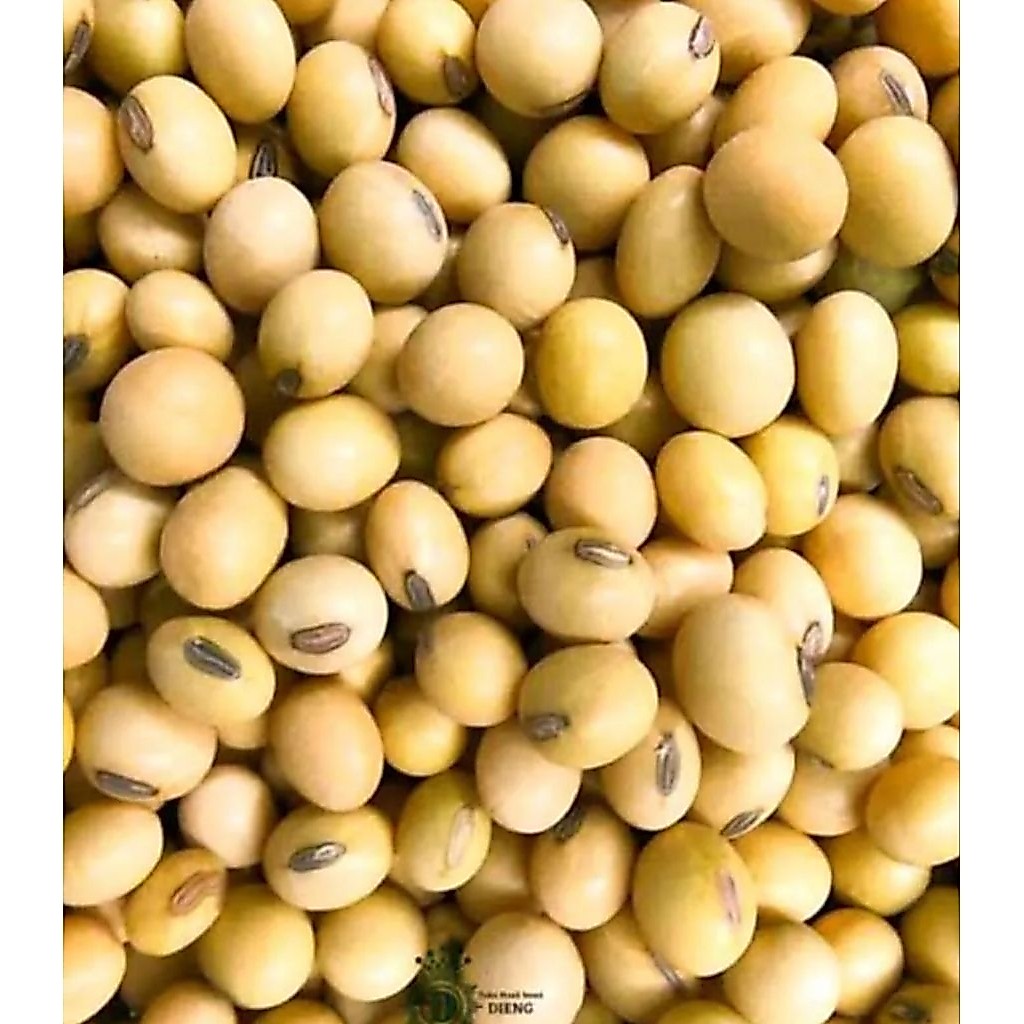 Kacang kedelai amerika