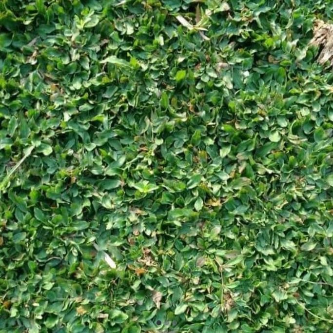 RUMPUT GAJAH / RUMPUT GAJAH MINI