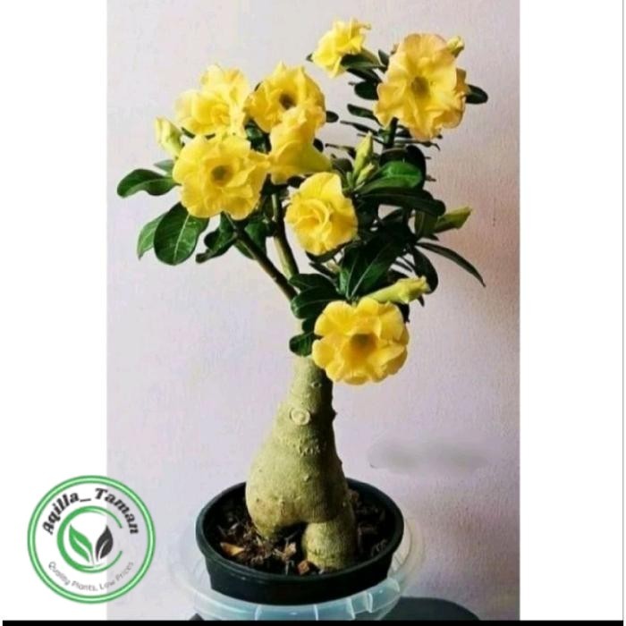 Tanaman Hias Kamboja Jepang Tanaman Hidup Kamboja Jepang