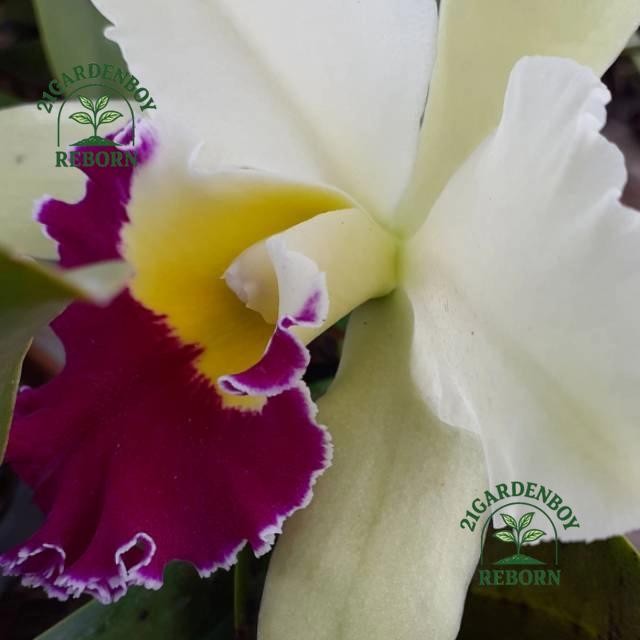 (BISA COD) Anggrek cattleya dewasa bunga putih lidah marun .