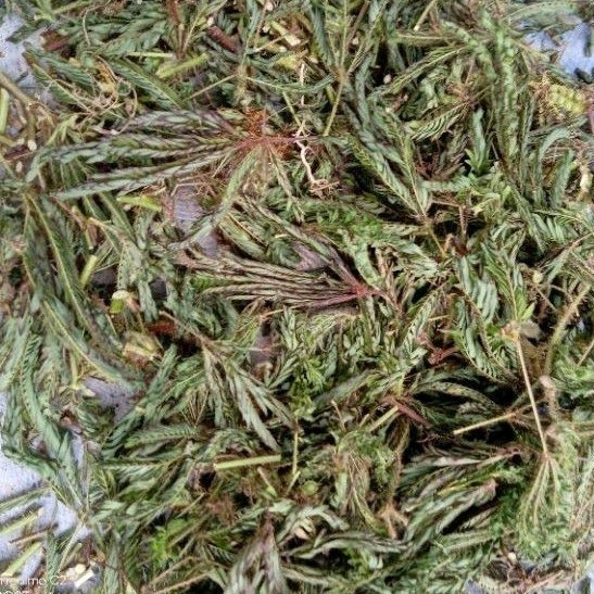 

LadangHerbal 50gr Daun Putri Malu Kering Putrimalu Bahbangun Jamuherbal