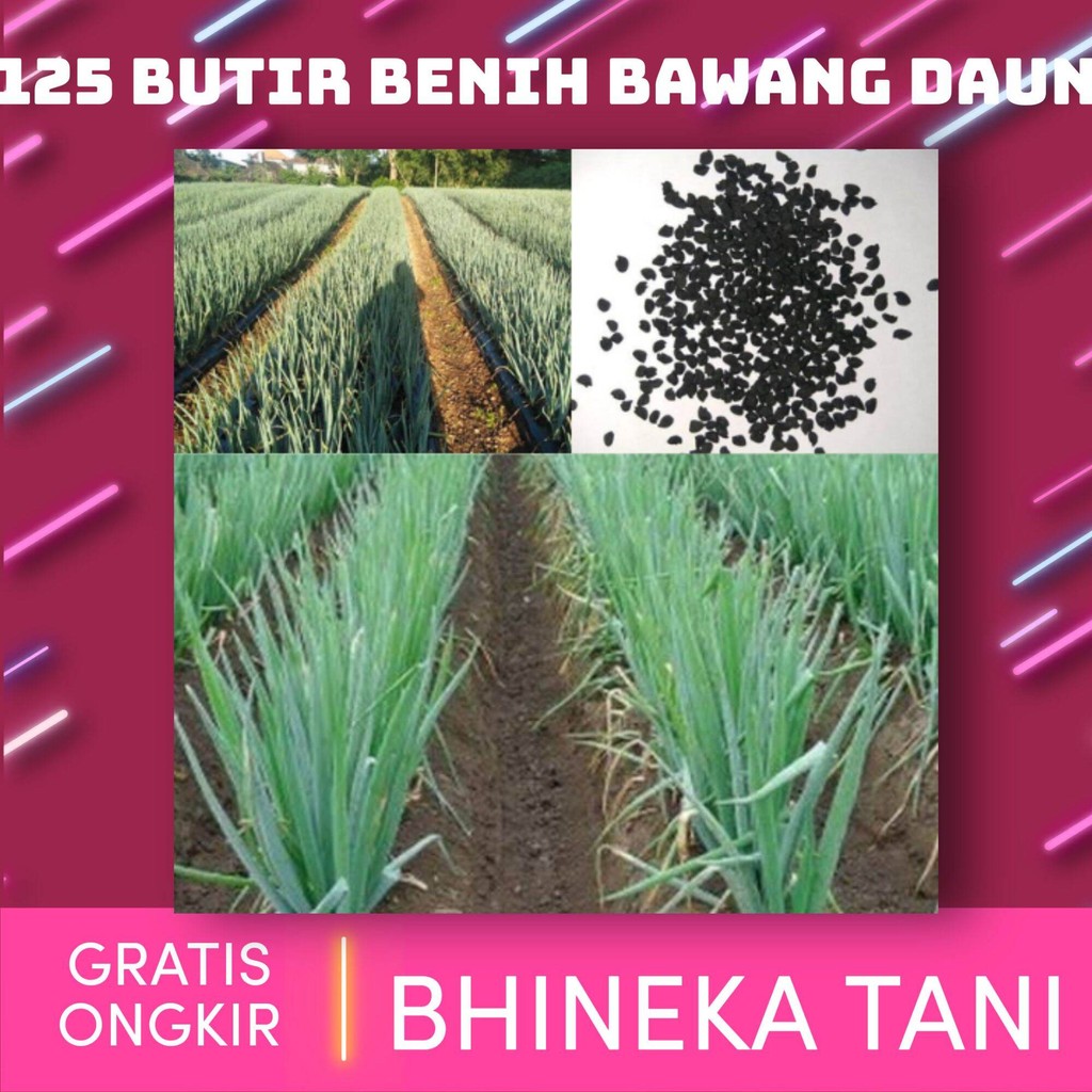 100 BUTIR BENIH BAWANG DAUN F1