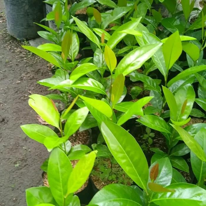 bibit black sapote jumbo/sawo hitam/Buah sawo puding.