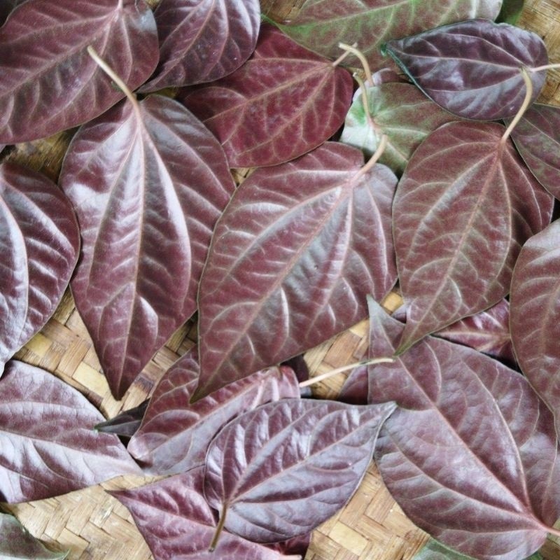 

[COD] daun sirih merah segar per lembar [JUALHASILALAM]