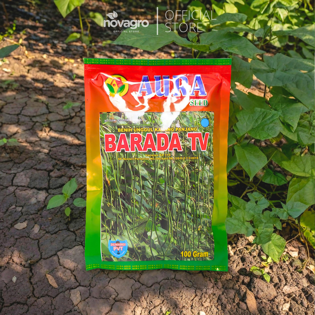 Benih Kacang Panjang Barada 100GR - Aura Seed Indonesia