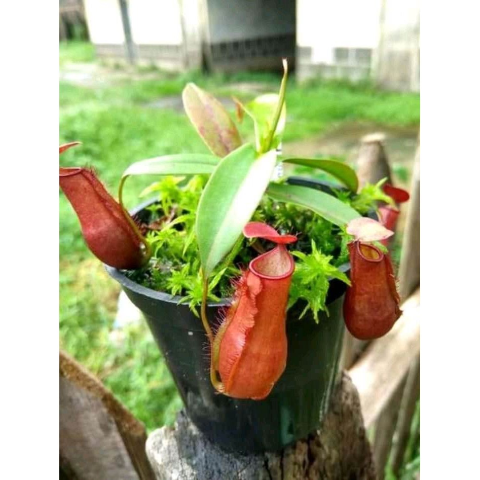 kantong Semar hidup/tanaman hias gantung langka