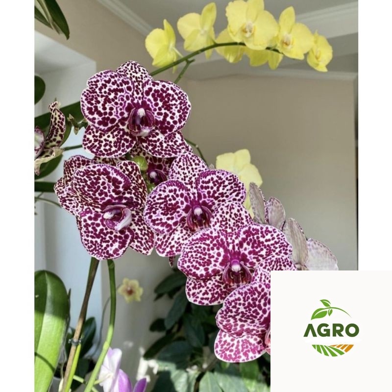 Seedling anggrek dendrobium / Bunga Anggrek hidup/ Tanaman Hias Hidup /Bunga Hias Asli/ Bunga gantun