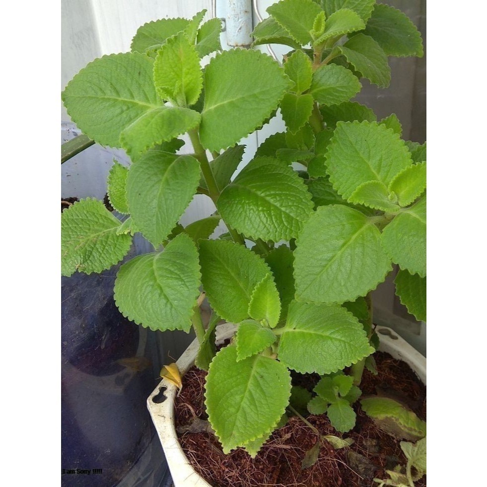 DAUN MINT/BIBIT DAUN MINT