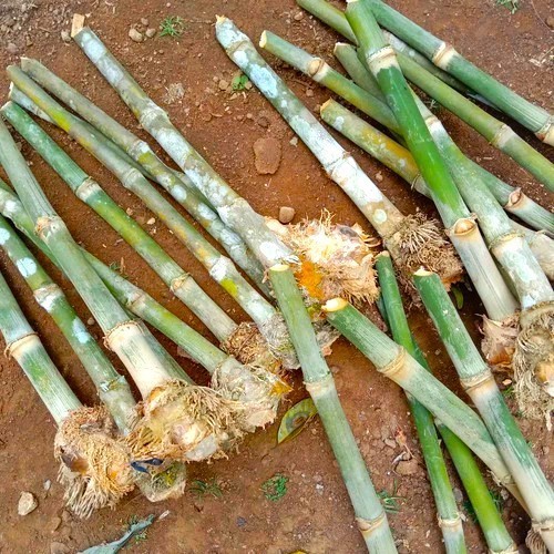bibit bambu petung jumbo asli siap tanam