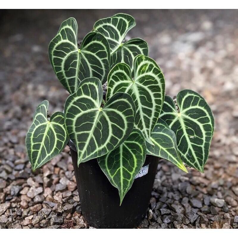 Tanaman Hias Anthurium King Of Clarinervium Seedling Clarinervium Premium