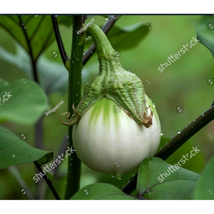 NEW bibit terong bulat putih