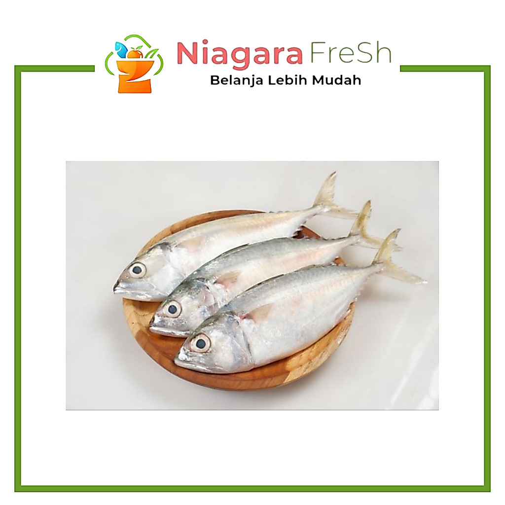 Ikan Kembung Segar - Siap Goreng atau Bakar