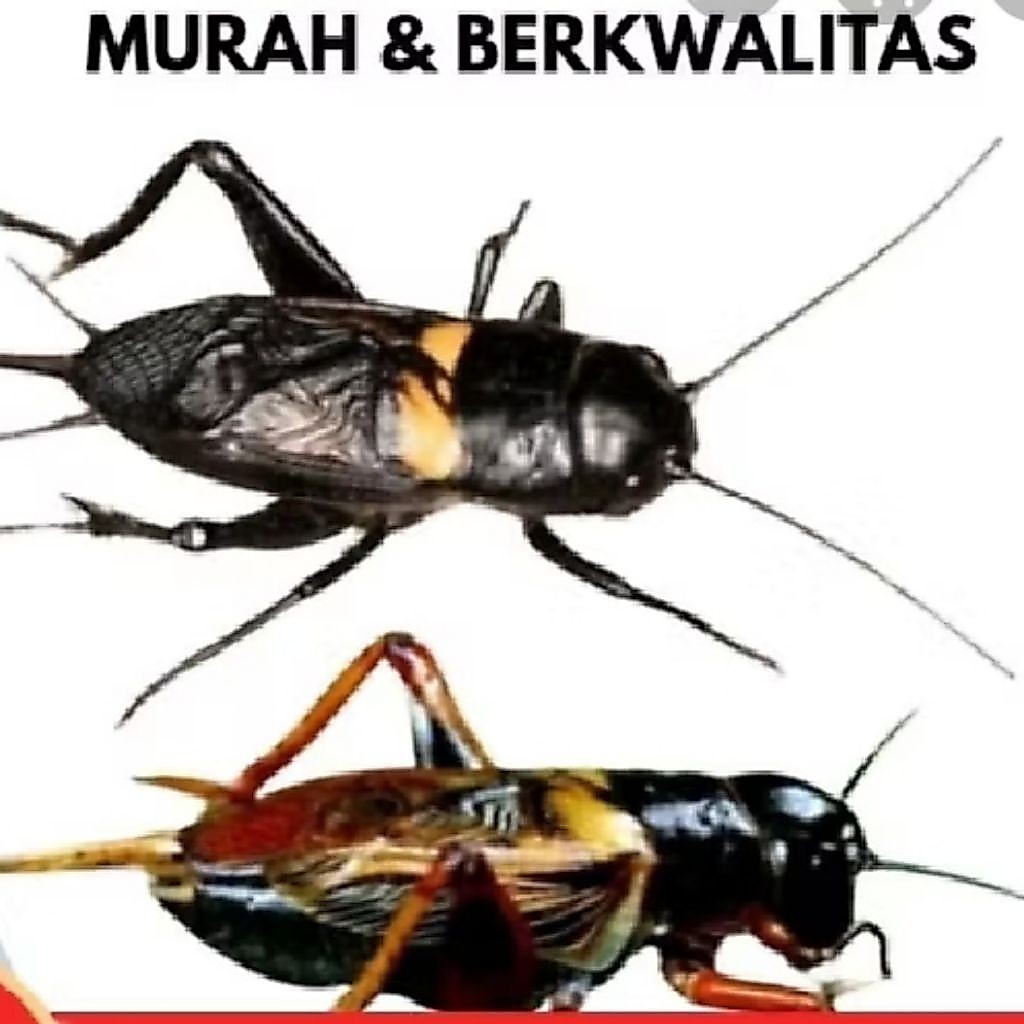 Jangkrik Hidup Bunyi Nyaring untuk Pengusir Tikus