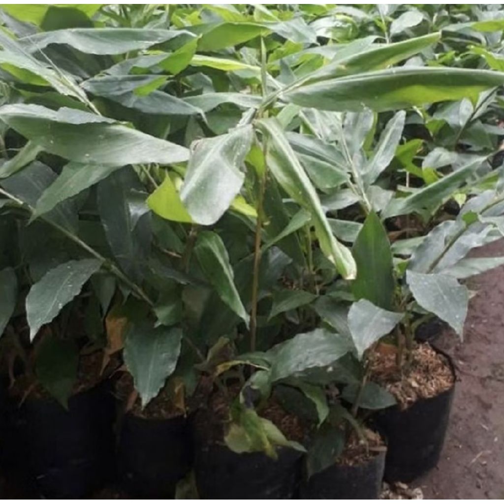 Pohon Lempuyang/ Tanaman Herbal Lempuyang