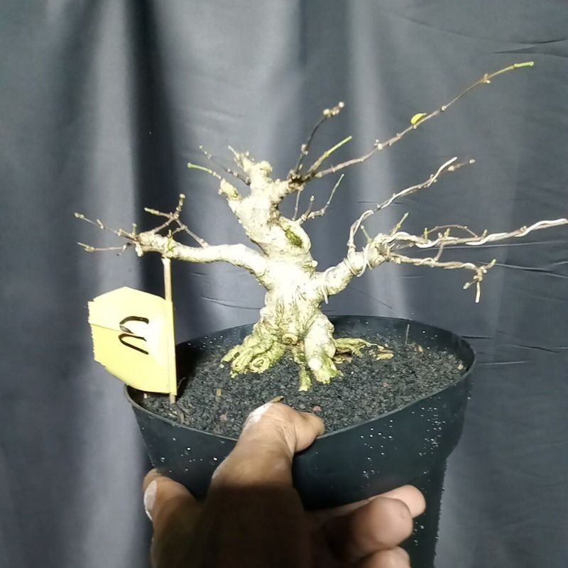 Bonsai anting putri prospek ,..     Berkualitas
