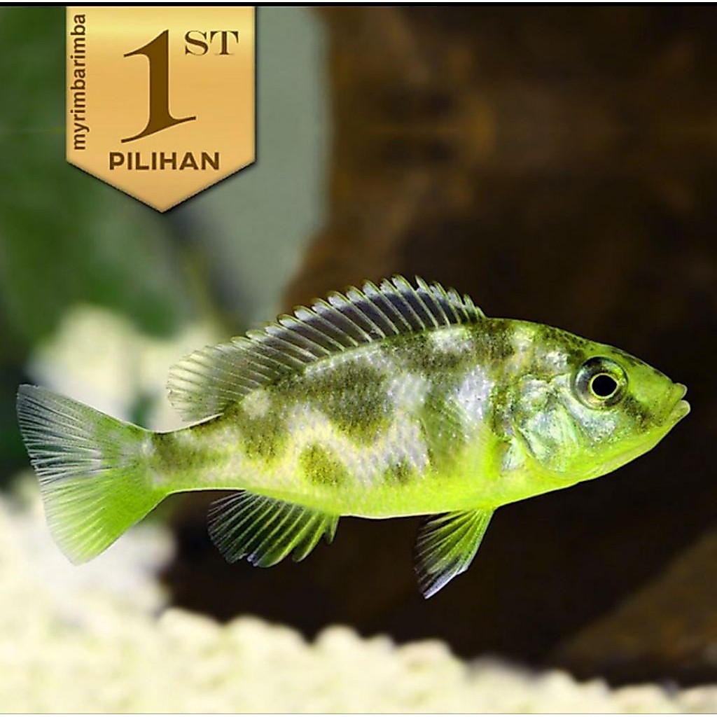 Cichlid Venustus Ikan Hias Aquascape Tanaman Air Hiasan Aquarium