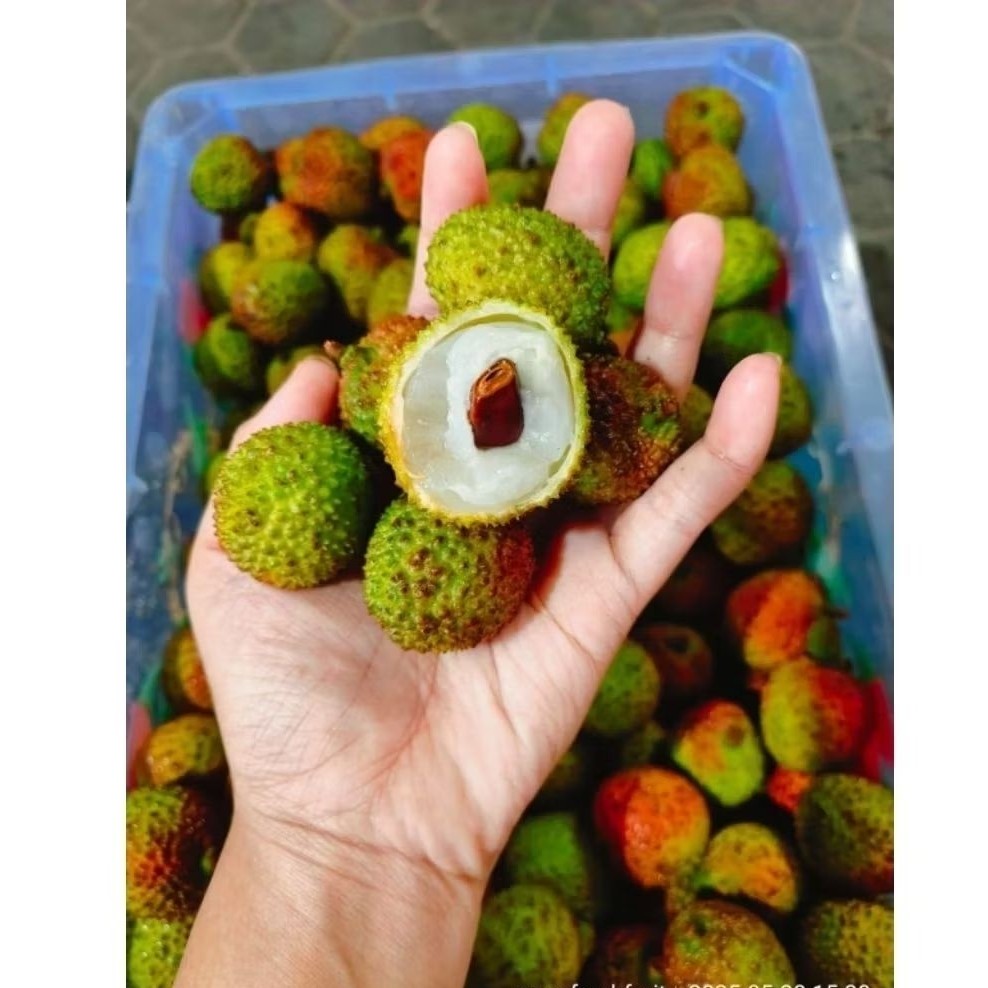 

LECY MADU LECY HIJAU MANIS SURABAYA 500gr