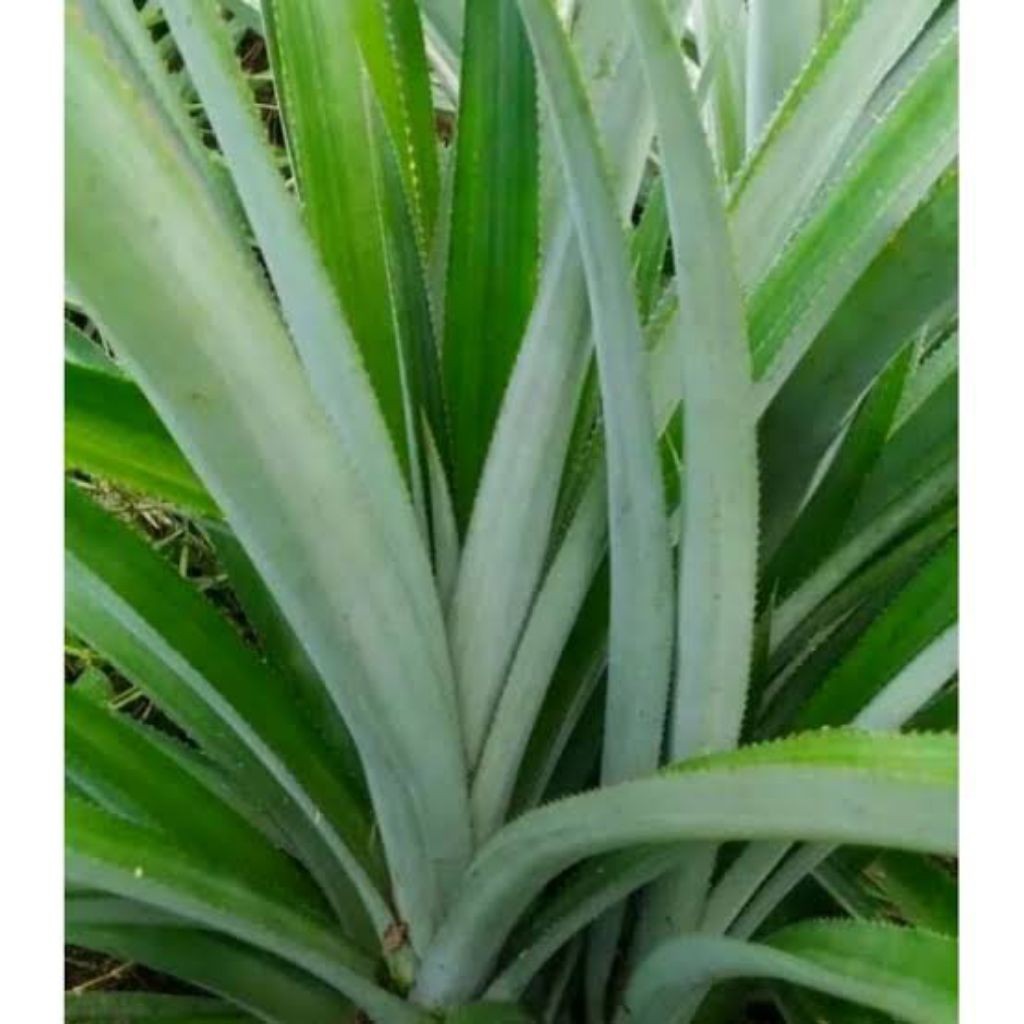 

Daun Nanas 1 Ikat (10 pcs) Herbal Alami