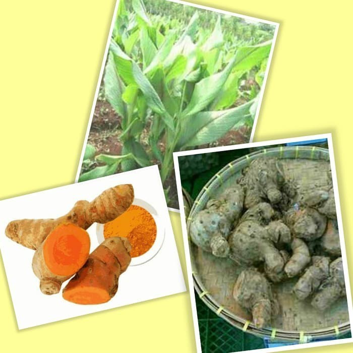 

Temulawak Koneng Gede Basah / Segar 1 Kg ⠀⠀⠀⠀⠀
