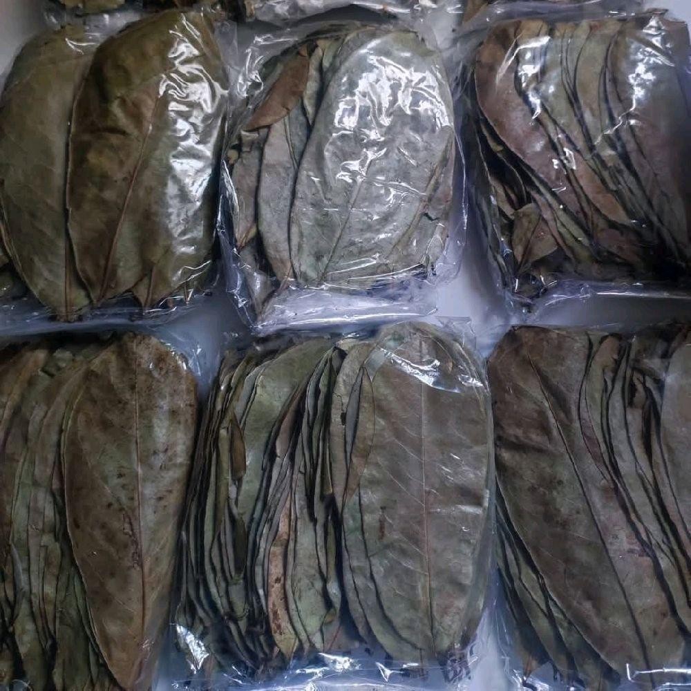 

Daun Sirsak Kering 500 Gram - Daun Nangka sabrang