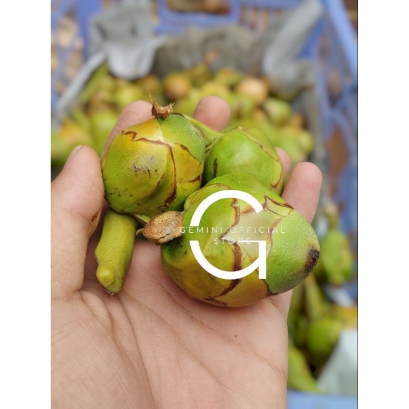 

Buah Beluluk / Biruluk / Biji Kelapa Muda { GOS } per 5 buah Herbal Store_28