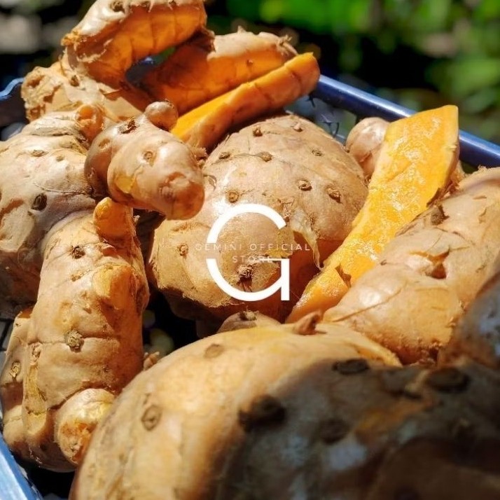 

Temulawak Segar Fresh Kemasan 1 Kg [ GOS ] Temulawak Organik Herbal Store_28