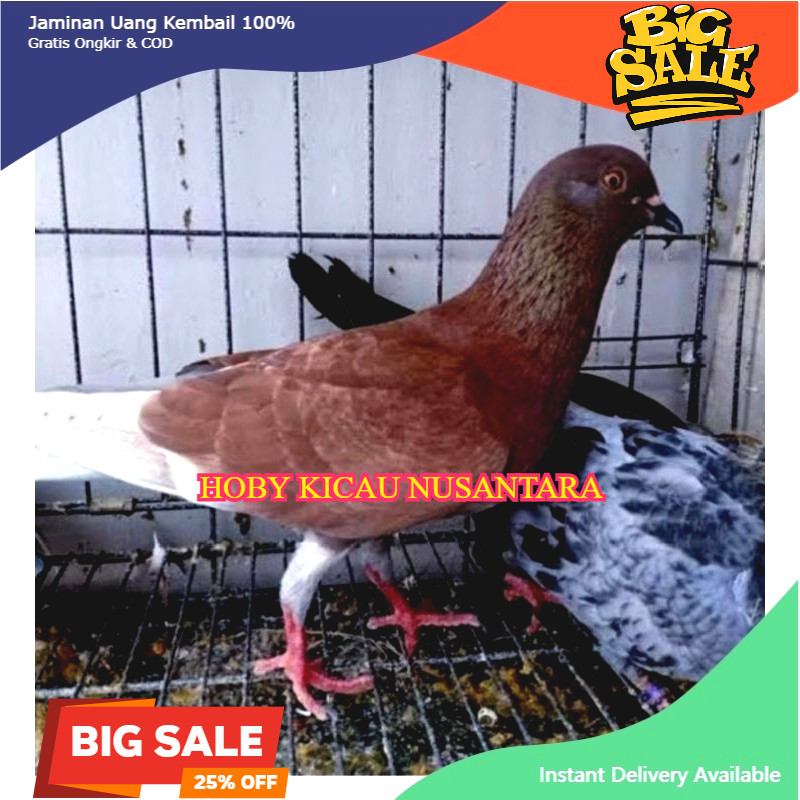 Burung Dara/Merpati Ekor Jantan/Betina