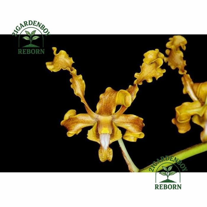 (BISA COD) anggrek dendrobium discolor merauke dewasa .