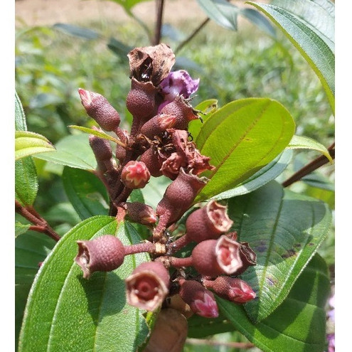 

Buah Harendong Segar 500 Gram / Buah Senggani Fresh