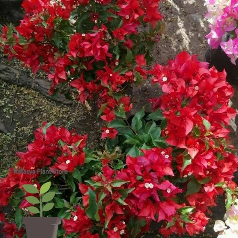 Bougenville merah cabe