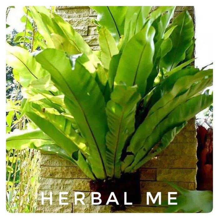 COD Tanaman Hias Kadaka - Kadaka Tempel - Kadaka Jumbo