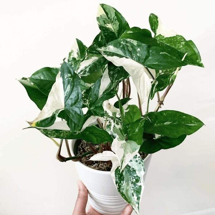 Tanaman Hias Syngonium Varigata / Keladi Syngonium Varigata