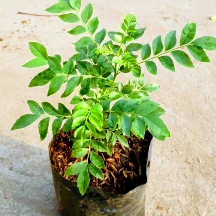 Bibit Daun Salam Koja(Daun Kari)Bibit Salam Koja
