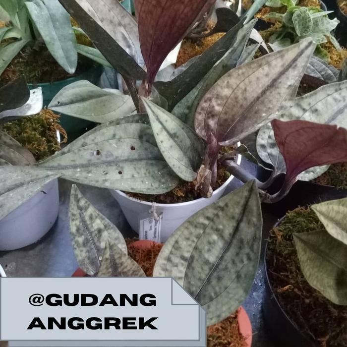 bibit jewel Nephelaphyllum pulchrum/anggrek hutan/anggek tanah