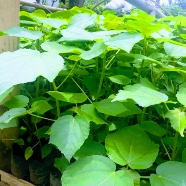 Bibit Tanaman Pohon Balsa,Bibit Pohon Balsa – Kayu Ringan Serbaguna