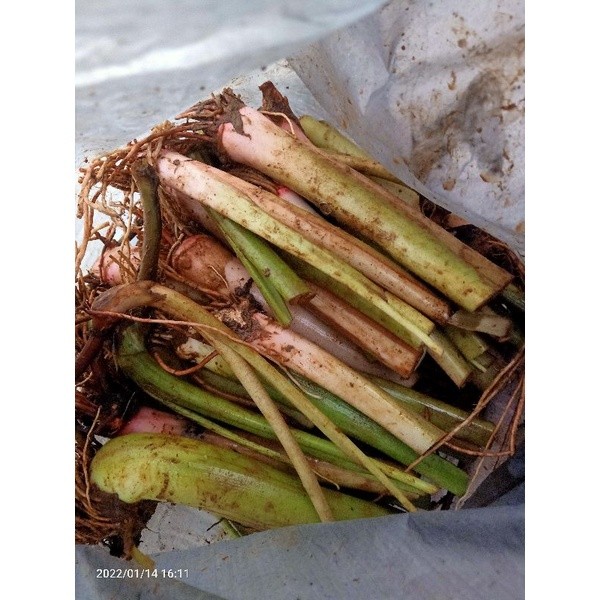 BIBIT TALAS ASLI BOGOR