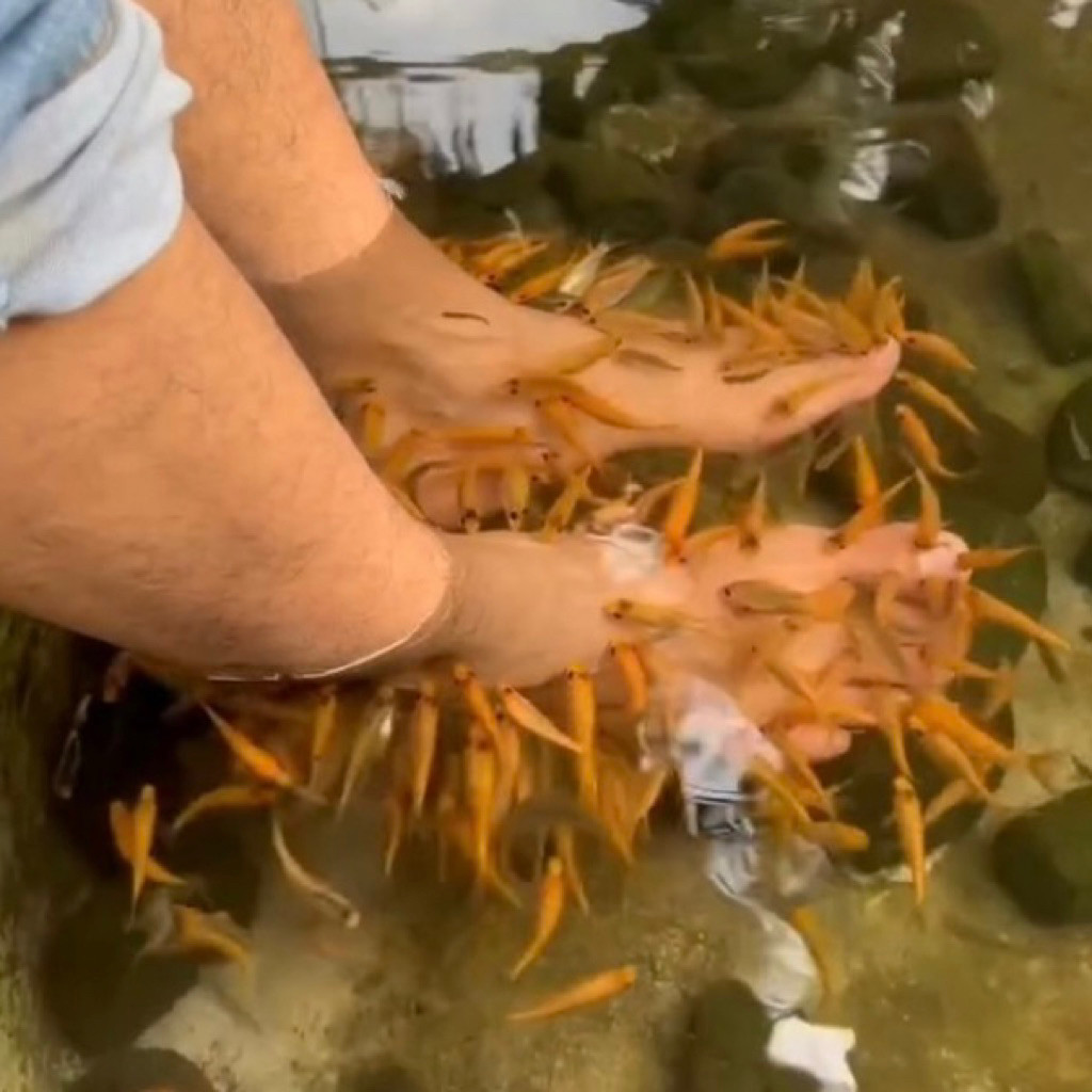 PROMO (PAKET 100)  TERAPI KAKI  HIAS NILEM LEMON  GARRA RUFFA / bibit  nilem lemon  terapi