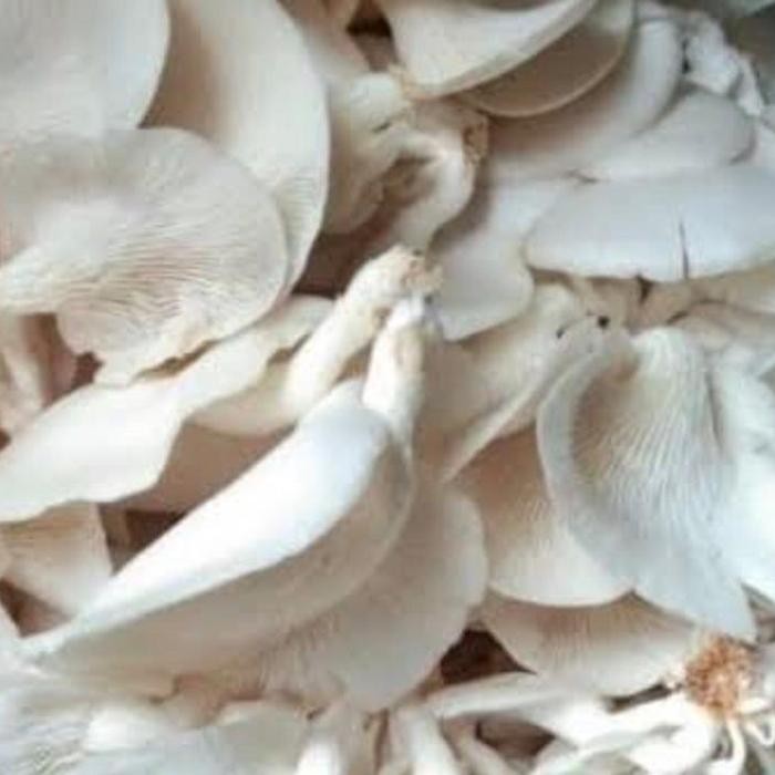 Jamur Tiram 1 kg