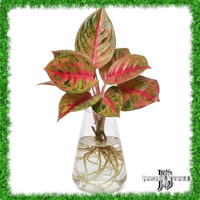 Bibit Bonggol Akar Tanaman Hias Aglonema Mahameru