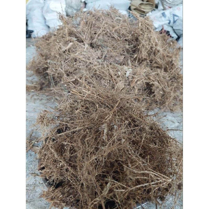 Akar Bambu Asli Bahan Pgpr Full Akar Bambu  Bahan Pembuatan Jakaba Kemasan Karung 10kg  Berat 1kg Be