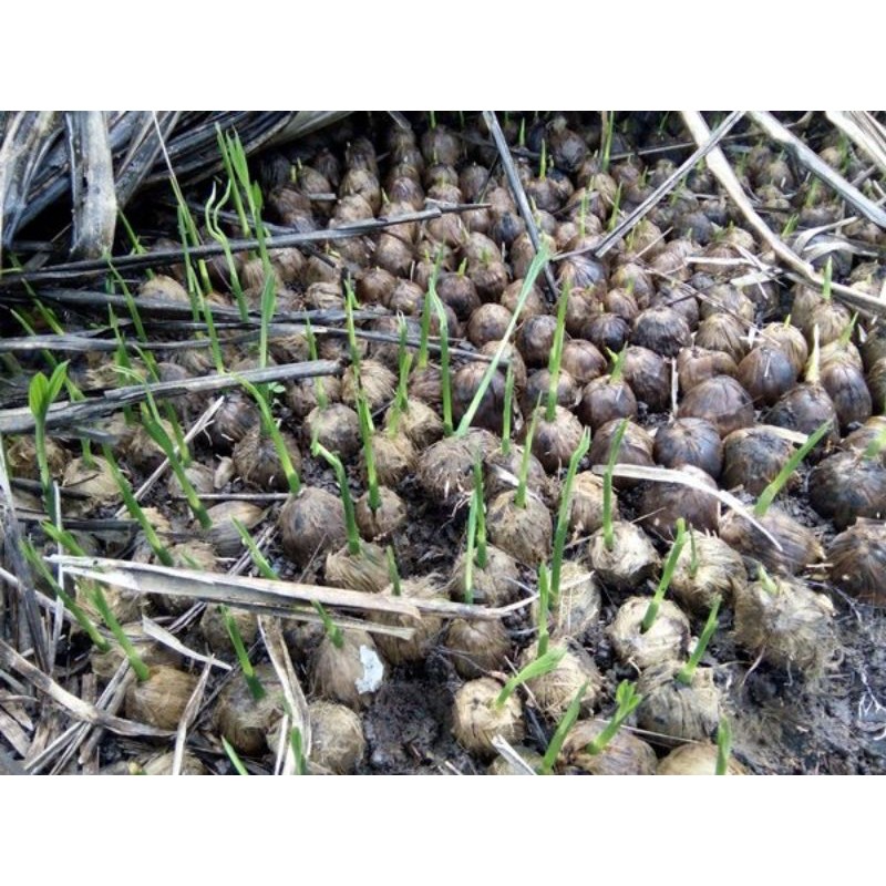 bibit pinang betara murah sudah berkecambah siap tanam