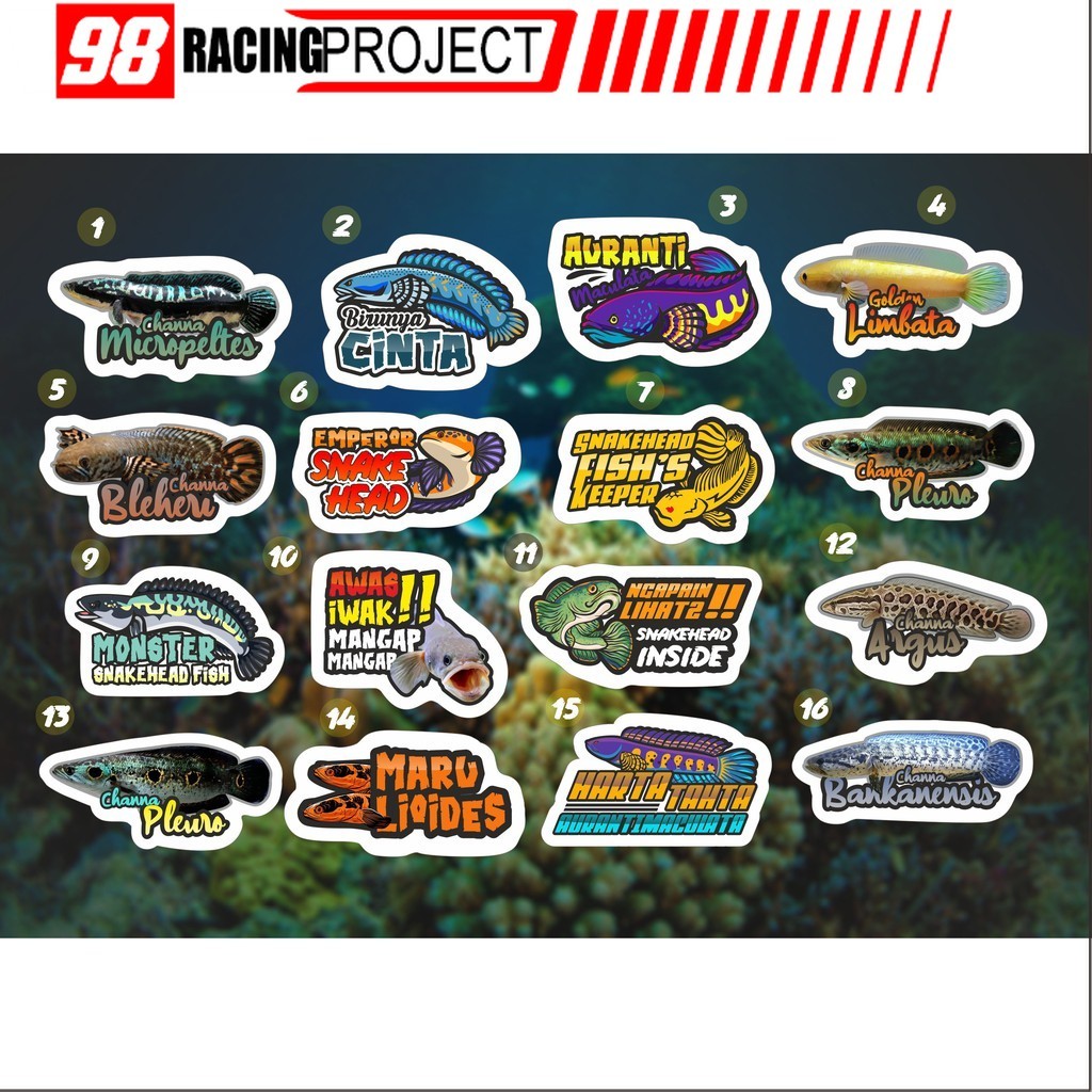 Stiker Setiker Untuk Aquarium Channa Snakehead Terlengkap