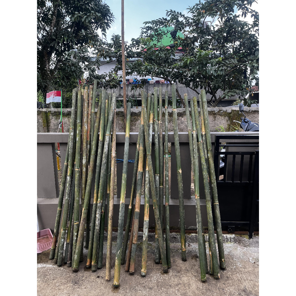 TONGKAT PRAMUKA T160 CM OPEN BERSIH LURUS MEGKILAT BAMBU CENDANI