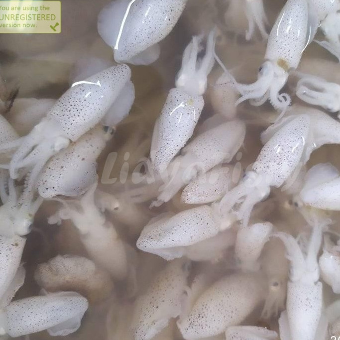 Cumi Baby 1Kg Cumi Baby Segar Cumi Baby Basah Seafood Cumi Cumi Segar