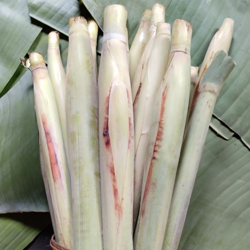 tebu telur tebu sayur terubuk 1 ikat