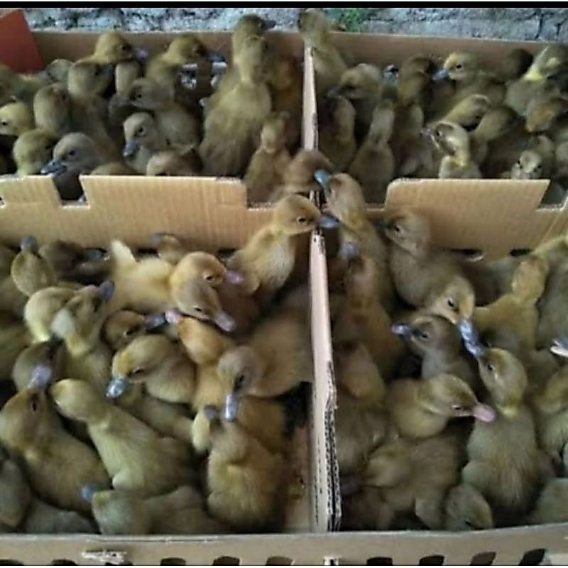 Dod Bebek lokal jantan leher panjang Beli 10 Gratis 1