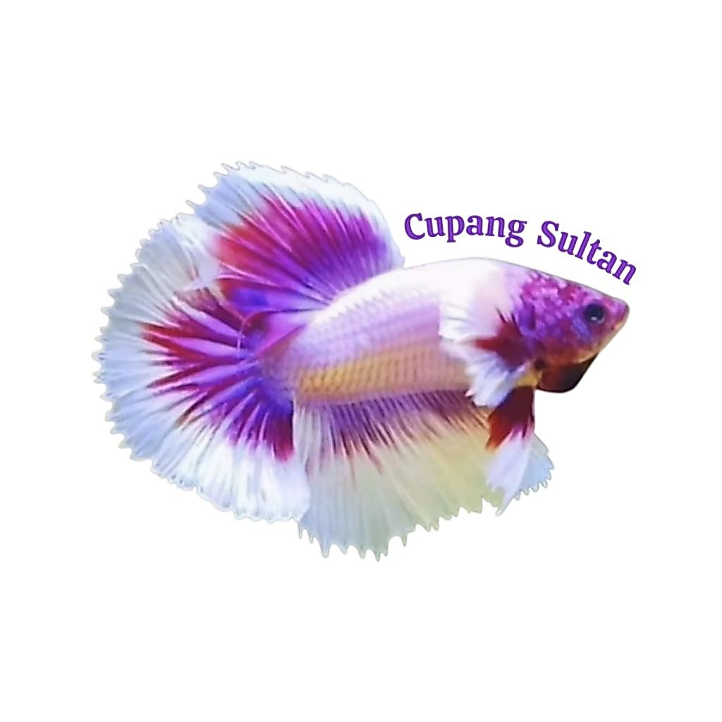 Hiasan aquarium Cupang Halfmoon Bigear Pink Flamingo